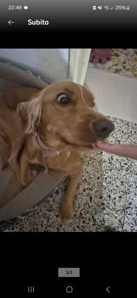 femmina cocker spaniel un anno