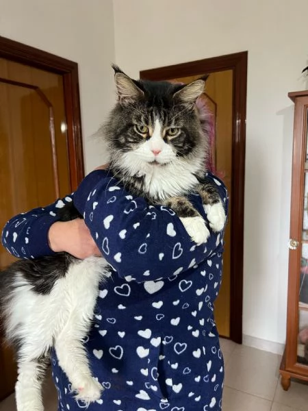 Maine coon  maschietto 