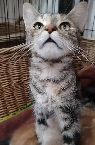 Maine coon  maschietto  | Foto 6