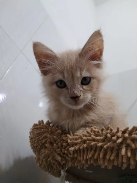 Maine coon  maschietto  | Foto 5