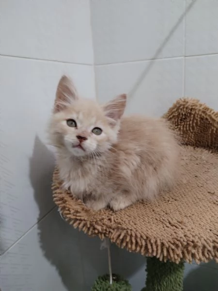 Maine coon  maschietto  | Foto 4