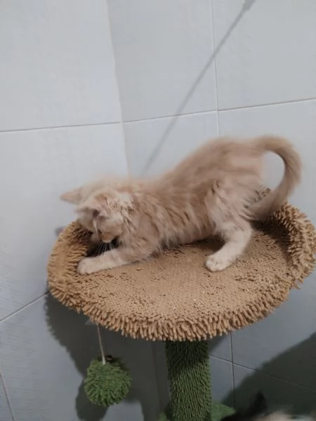 Maine coon  maschietto  | Foto 3