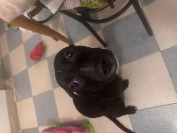 Cane amstaff 6 mesi  | Foto 0