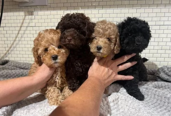  di un barboncino maschio e femmina