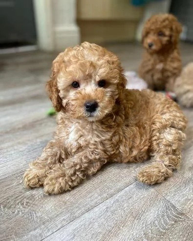  di un barboncino maschio e femmina | Foto 1