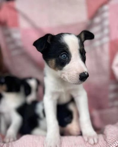 di un Border Collie maschio e femmina | Foto 1
