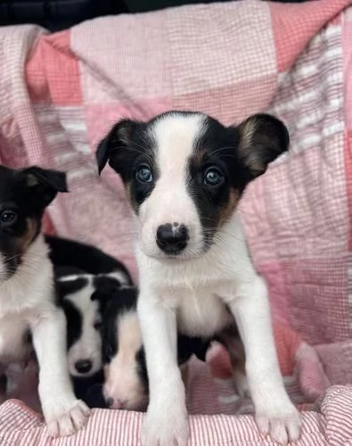  di un Border Collie maschio e femmina | Foto 0