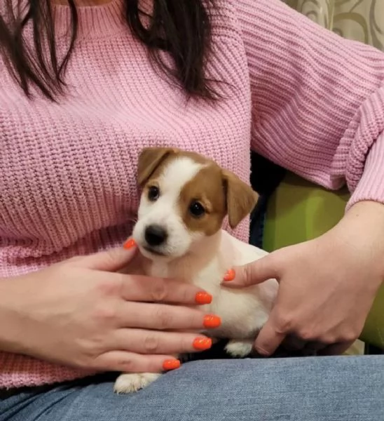  di un Jack Russel maschio e femmina | Foto 0
