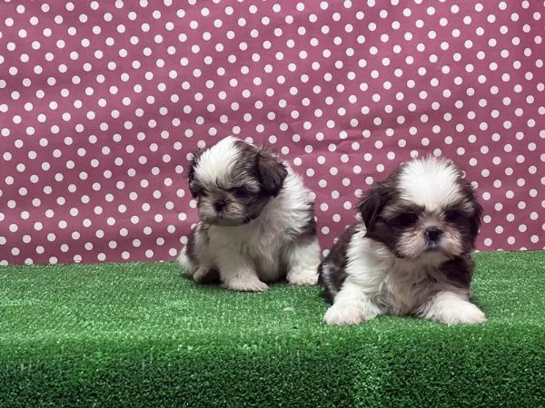  di un Shitzu maschio e femmina | Foto 2