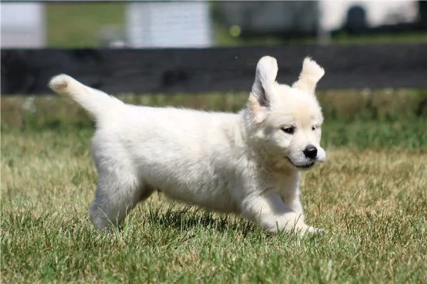 di un  Golden Retriever maschio e femmina | Foto 2