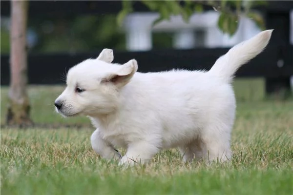  di un  Golden Retriever maschio e femmina | Foto 1