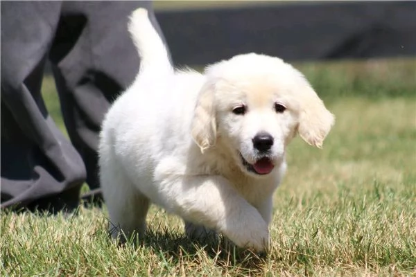  di un  Golden Retriever maschio e femmina