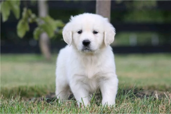  di un  Golden Retriever maschio e femmina | Foto 0