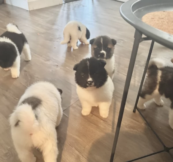 Regala i nostri cuccioli di  Akita Inu, maschio e femmina