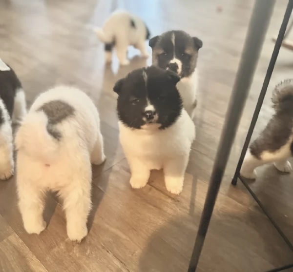 Regala i nostri cuccioli di  Akita Inu, maschio e femmina | Foto 2