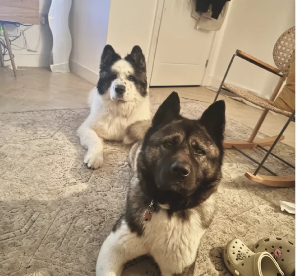 Regala i nostri cuccioli di  Akita Inu, maschio e femmina | Foto 1