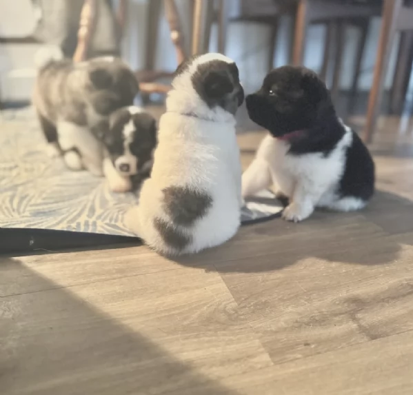 Regala i nostri cuccioli di  Akita Inu, maschio e femmina | Foto 0
