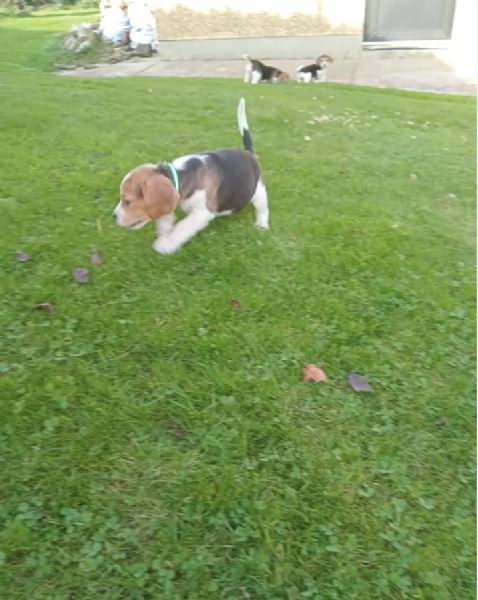 Regala i nostri cuccioli di Beagle, maschio e femmina | Foto 1