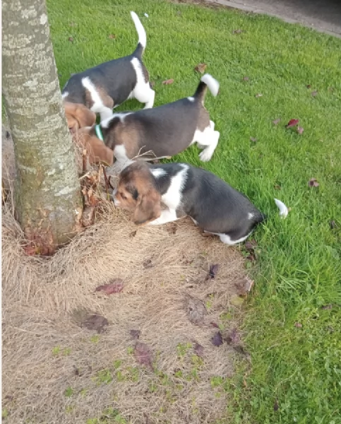 Regala i nostri cuccioli di Beagle, maschio e femmina | Foto 0