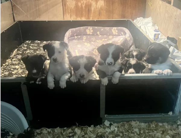 Regala i nostri cuccioli di Border collie, maschio e femmina