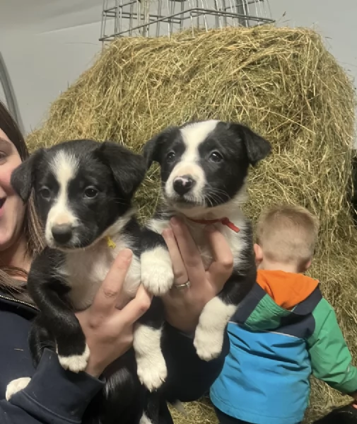 Regala i nostri cuccioli di Border collie, maschio e femmina | Foto 2