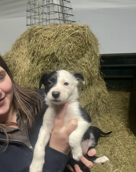 Regala i nostri cuccioli di Border collie, maschio e femmina | Foto 1