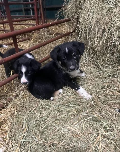 Regala i nostri cuccioli di Border collie, maschio e femmina | Foto 0