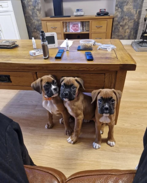 Regala i nostri cuccioli di boxer, maschio e femmina | Foto 2