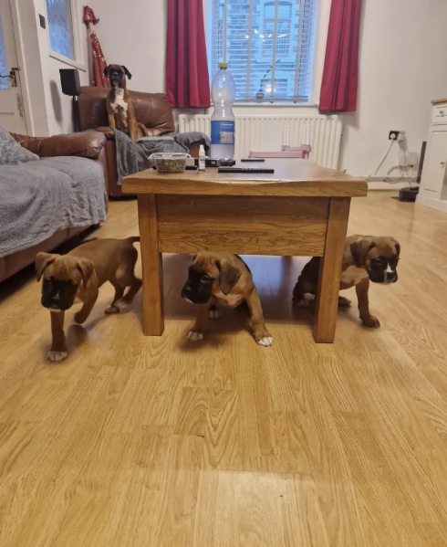 Regala i nostri cuccioli di boxer, maschio e femmina | Foto 1