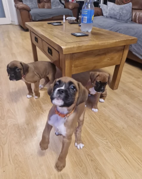 Regala i nostri cuccioli di boxer, maschio e femmina