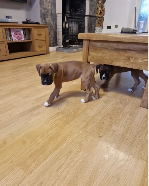 Regala i nostri cuccioli di boxer, maschio e femmina | Foto 0