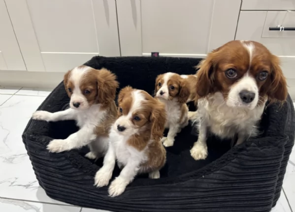 Regala i nostri cuccioli di cavaliers looking, maschio e femmina