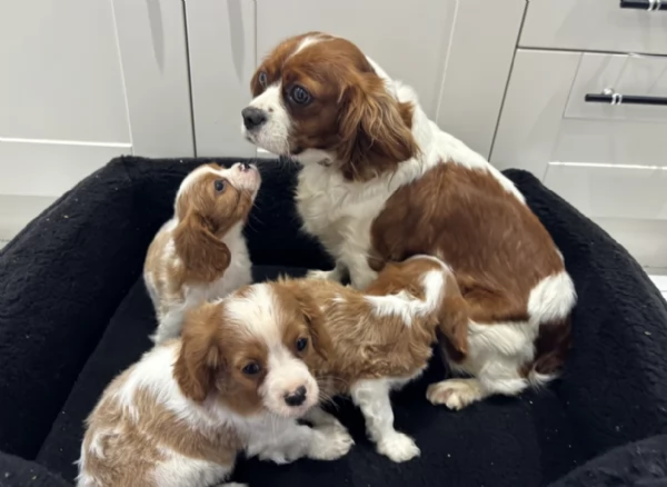Regala i nostri cuccioli di cavaliers looking, maschio e femmina | Foto 2