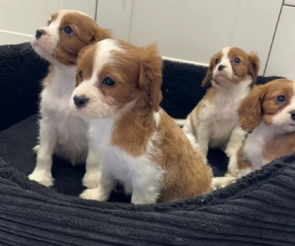 Regala i nostri cuccioli di cavaliers looking, maschio e femmina | Foto 1