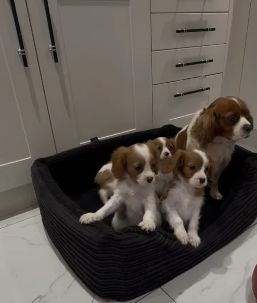 Regala i nostri cuccioli di cavaliers looking, maschio e femmina | Foto 0