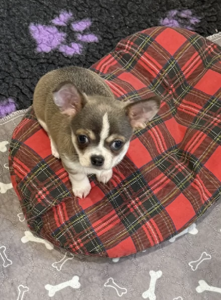 Regala i nostri cuccioli di  Chihuahua, maschio e femmina | Foto 2