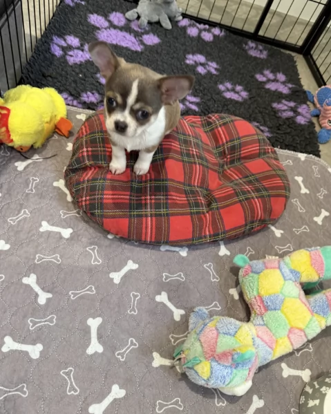 Regala i nostri cuccioli di  Chihuahua, maschio e femmina | Foto 1