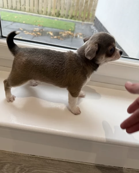 Regala i nostri cuccioli di  Chihuahua, maschio e femmina | Foto 0