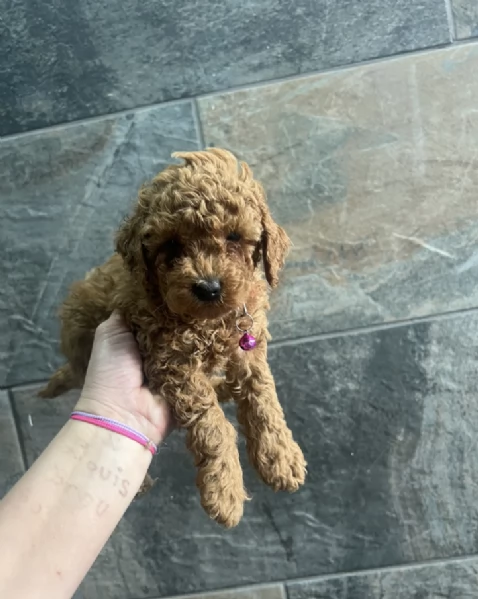 Regala i nostri cuccioli di Barboncino, maschio e femmina | Foto 2