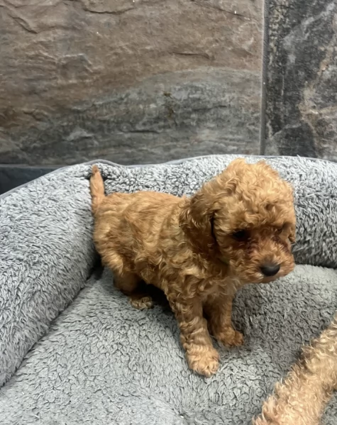 Regala i nostri cuccioli di Barboncino, maschio e femmina | Foto 1