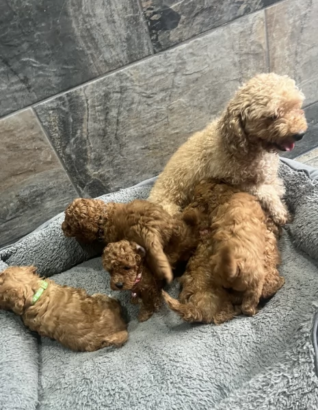 Regala i nostri cuccioli di Barboncino, maschio e femmina | Foto 0