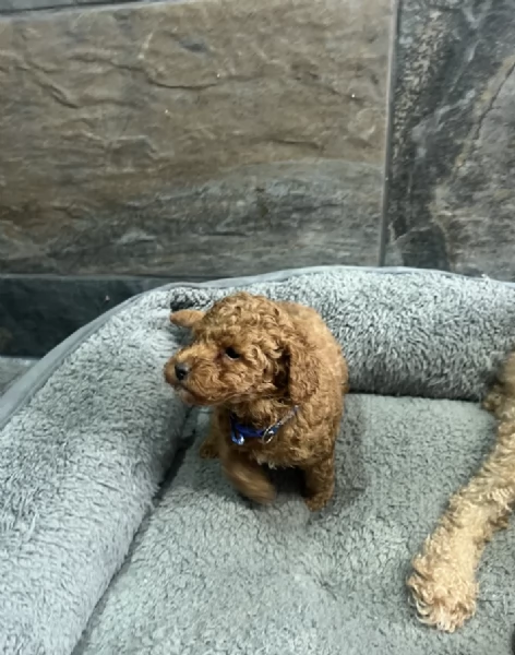 Regala i nostri cuccioli di Barboncino, maschio e femmina