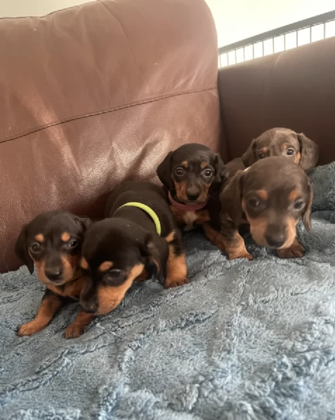 Regala i nostri cuccioli di  Bassotto, maschio e femmina | Foto 2