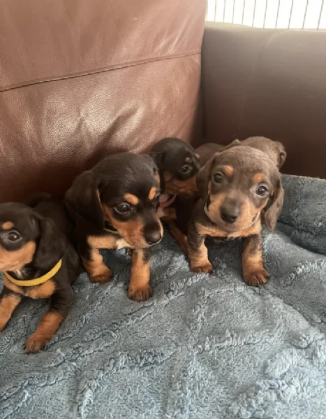 Regala i nostri cuccioli di  Bassotto, maschio e femmina | Foto 1