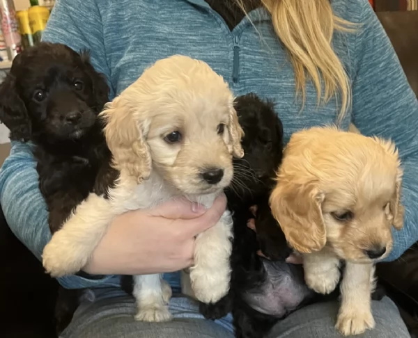 Regala i nostri cuccioli di COCKAPOO, maschio e femmina | Foto 2