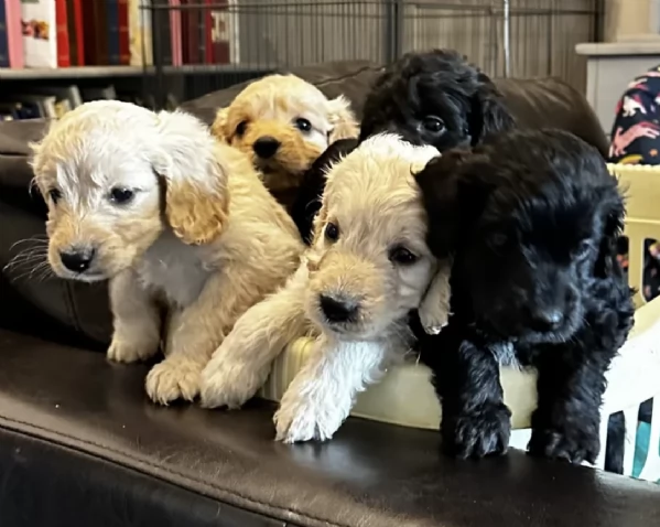 Regala i nostri cuccioli di COCKAPOO, maschio e femmina