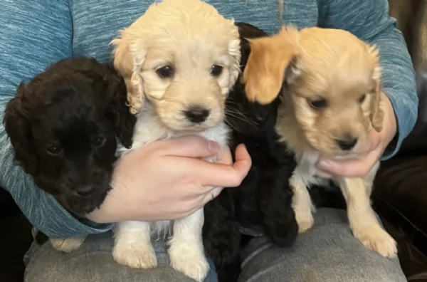 Regala i nostri cuccioli di COCKAPOO, maschio e femmina | Foto 1