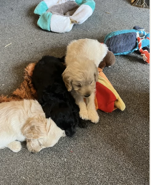 Regala i nostri cuccioli di COCKAPOO, maschio e femmina | Foto 0