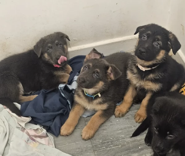 Regala i nostri cuccioli di German shepherd, maschio e femmina | Foto 2