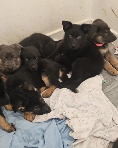 Regala i nostri cuccioli di German shepherd, maschio e femmina | Foto 1